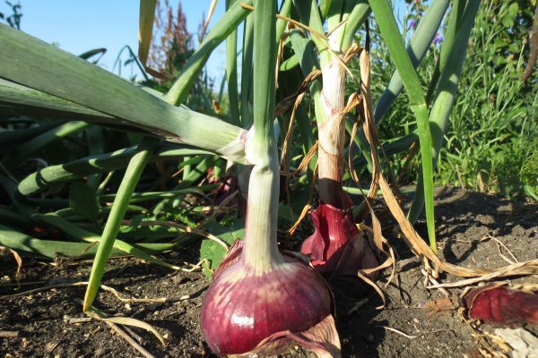 Кракен официальный сайт